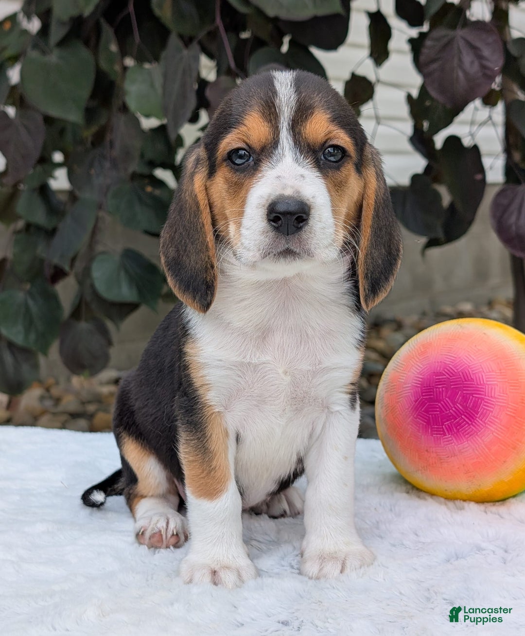 Beagle dogs for sale: Lilly - Image 11