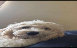Cockapoo dogs for sale: Biggie - Image 3
