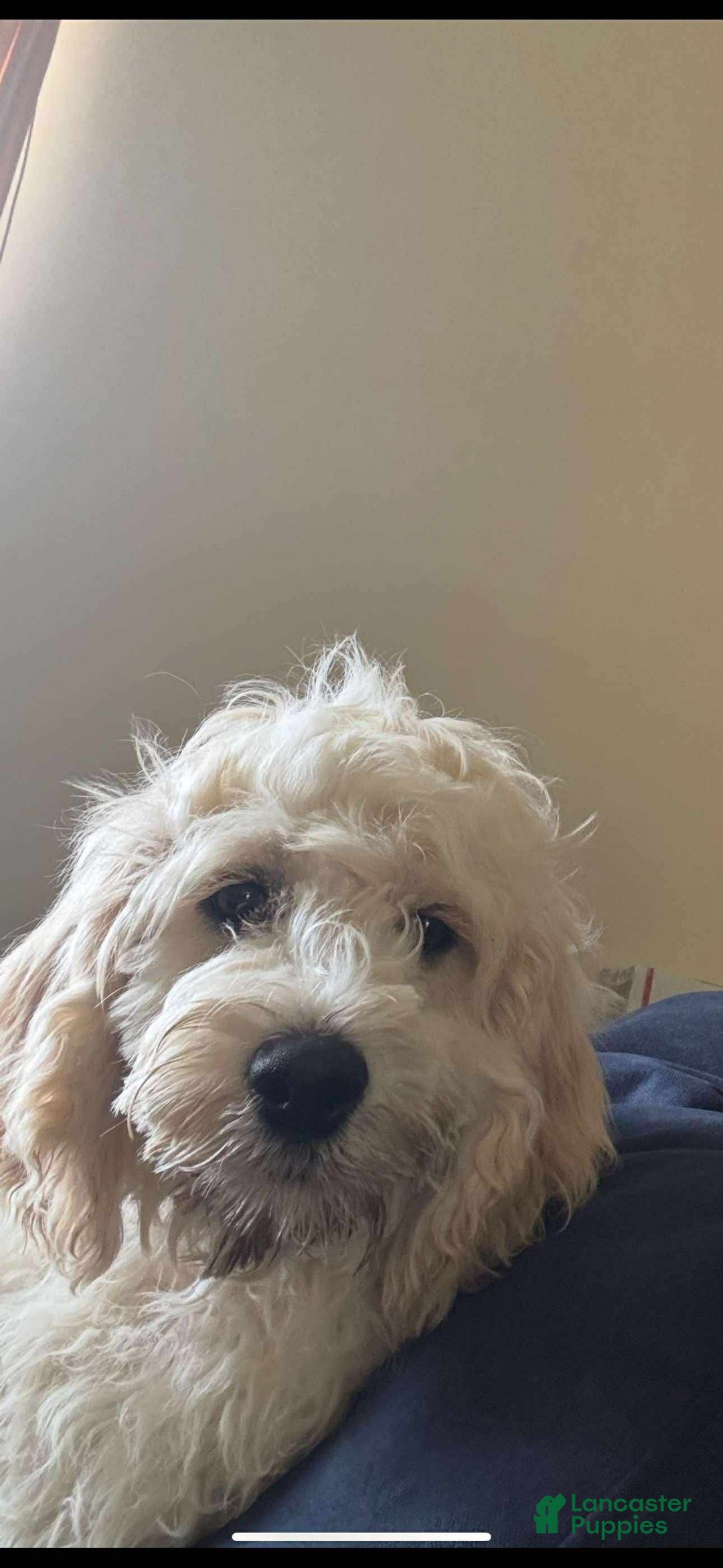 Cockapoo dogs for sale: Biggie - Image 3