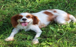Cavalier King Charles Spaniel dogs for sale: Sage - Image 20
