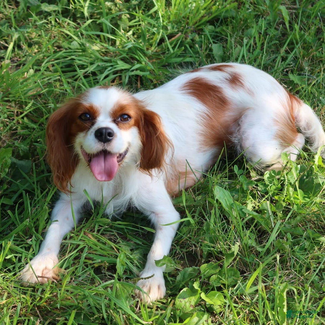 Cavalier King Charles Spaniel dogs for sale: Sage - Image 20