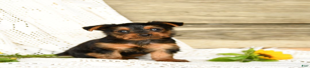 Lucas