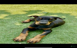 Doberman Pinscher dogs for sale: Jet Euro Championship Line Doberman - Image 1