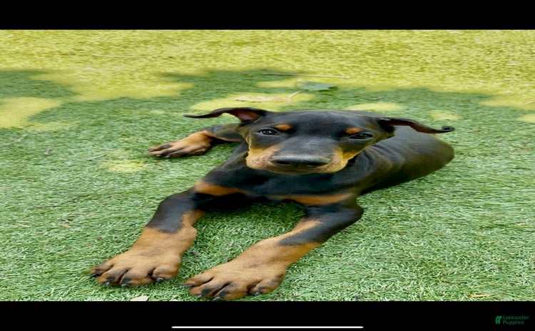 Doberman Pinscher dogs for sale - Ad 1