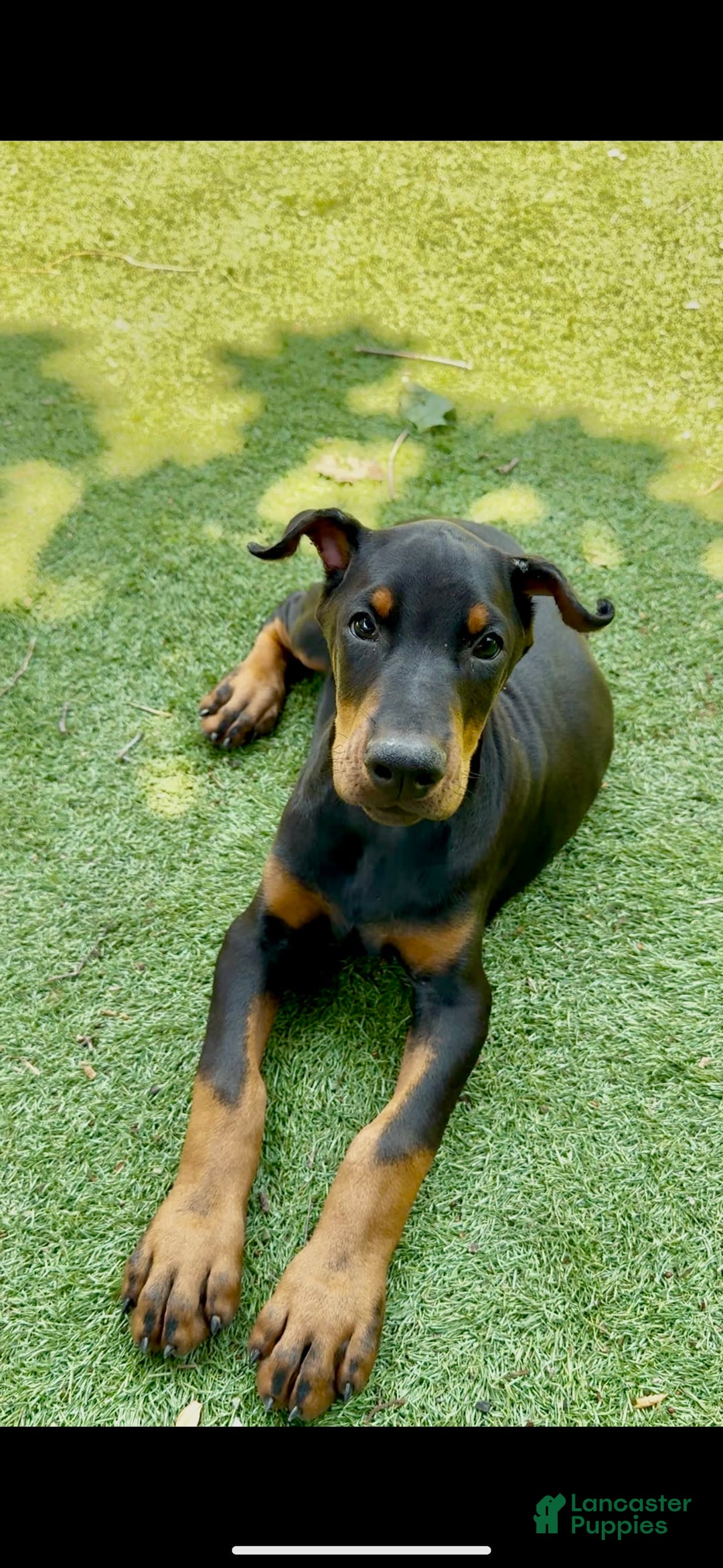 Doberman Pinscher dogs for sale: Jet Euro Championship Line Doberman - Image 1