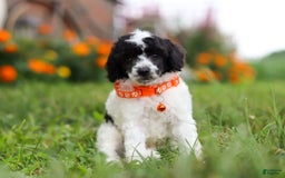 Miniature Poodle dogs for sale: Oreo - Image 2