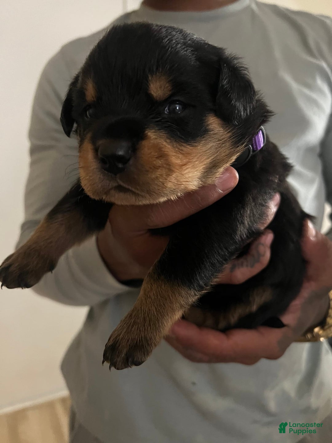Rottweiler dogs for sale: Roxy - Image 2