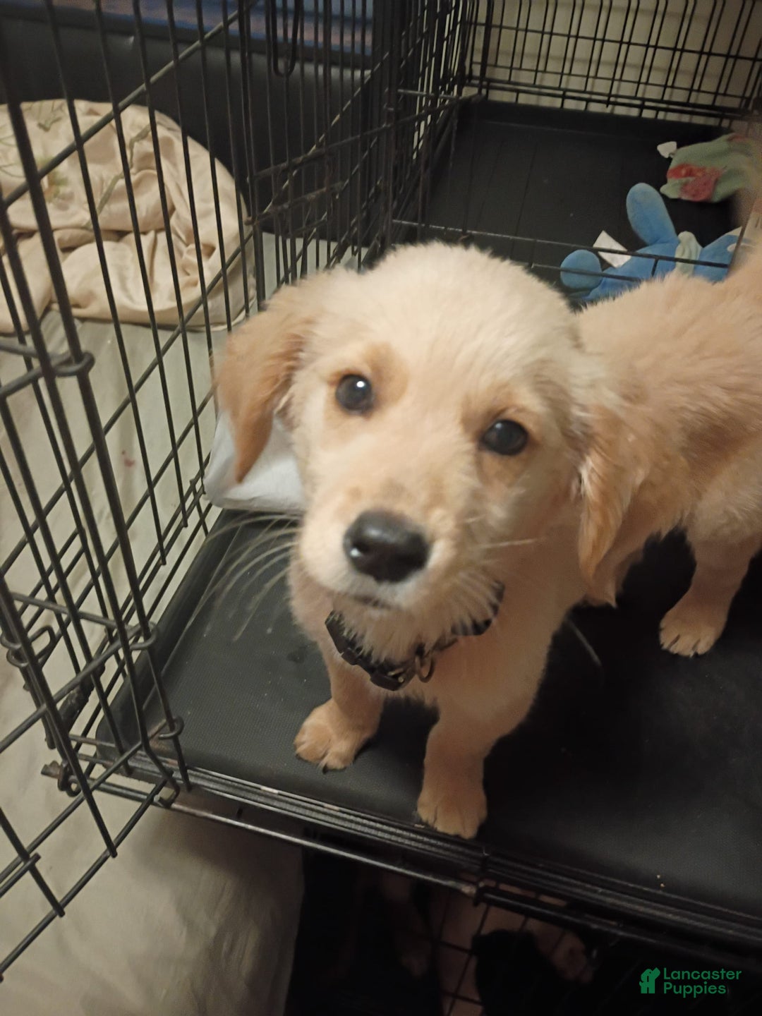 Golden Retriever dogs for sale: Ranger - Image 2