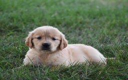 Golden Retriever dogs for sale: Chloe - Image 4