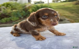 Miniature Dachshund dogs for sale: Forest - Image 8