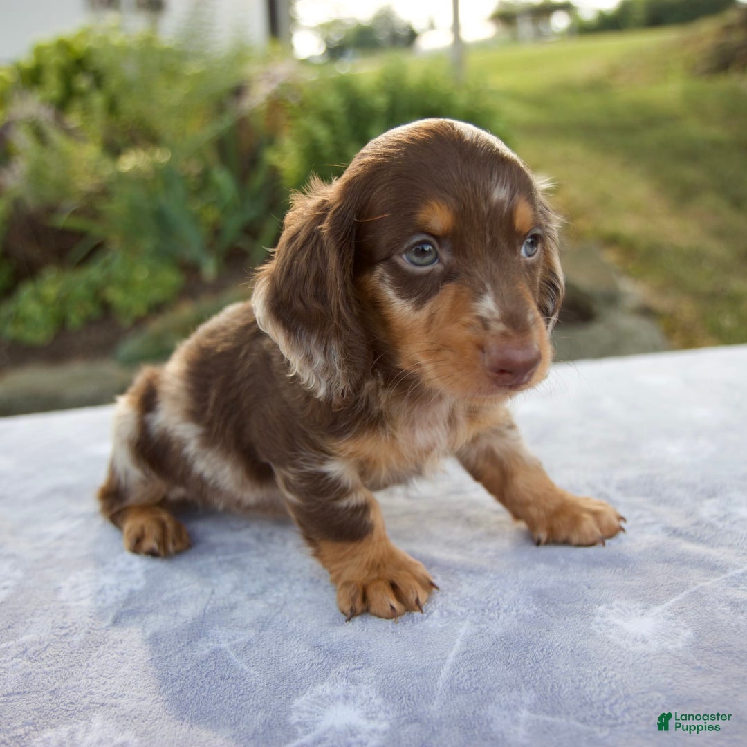 Miniature Dachshund dogs for sale: Forest - Image 8