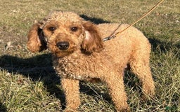 Miniature Poodle dogs for sale: Little Honey Girl 1 - Image 5