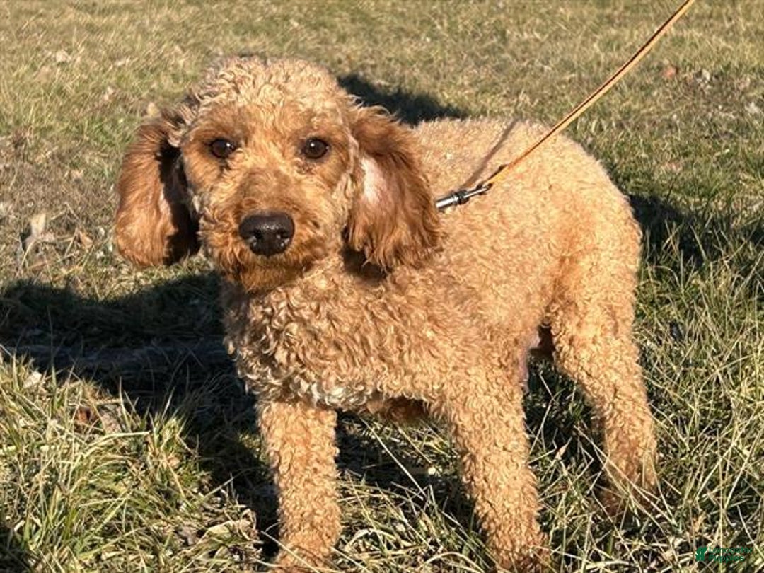 Miniature Poodle dogs for sale: Little Honey Girl 1 - Image 5