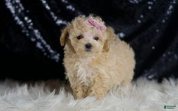 Maltipoo dogs for sale: Daisy - Image 5