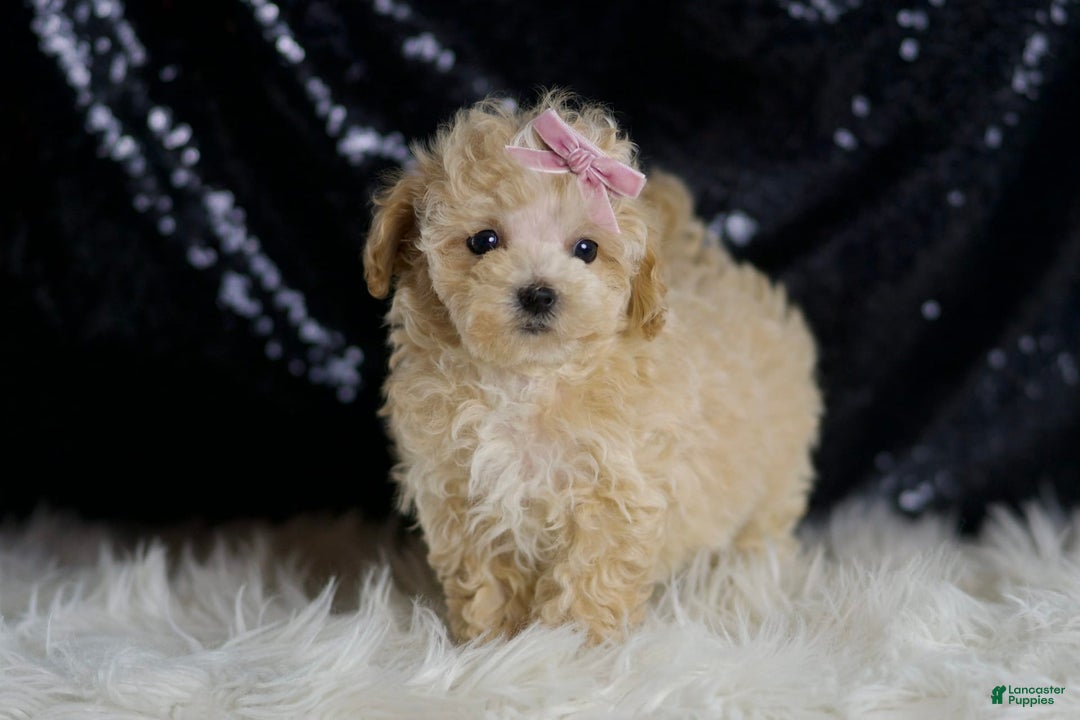 Maltipoo dogs for sale: Daisy - Image 5