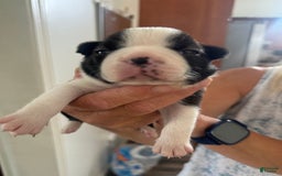 Boston Terrier dogs for sale: Daisy - Image 1