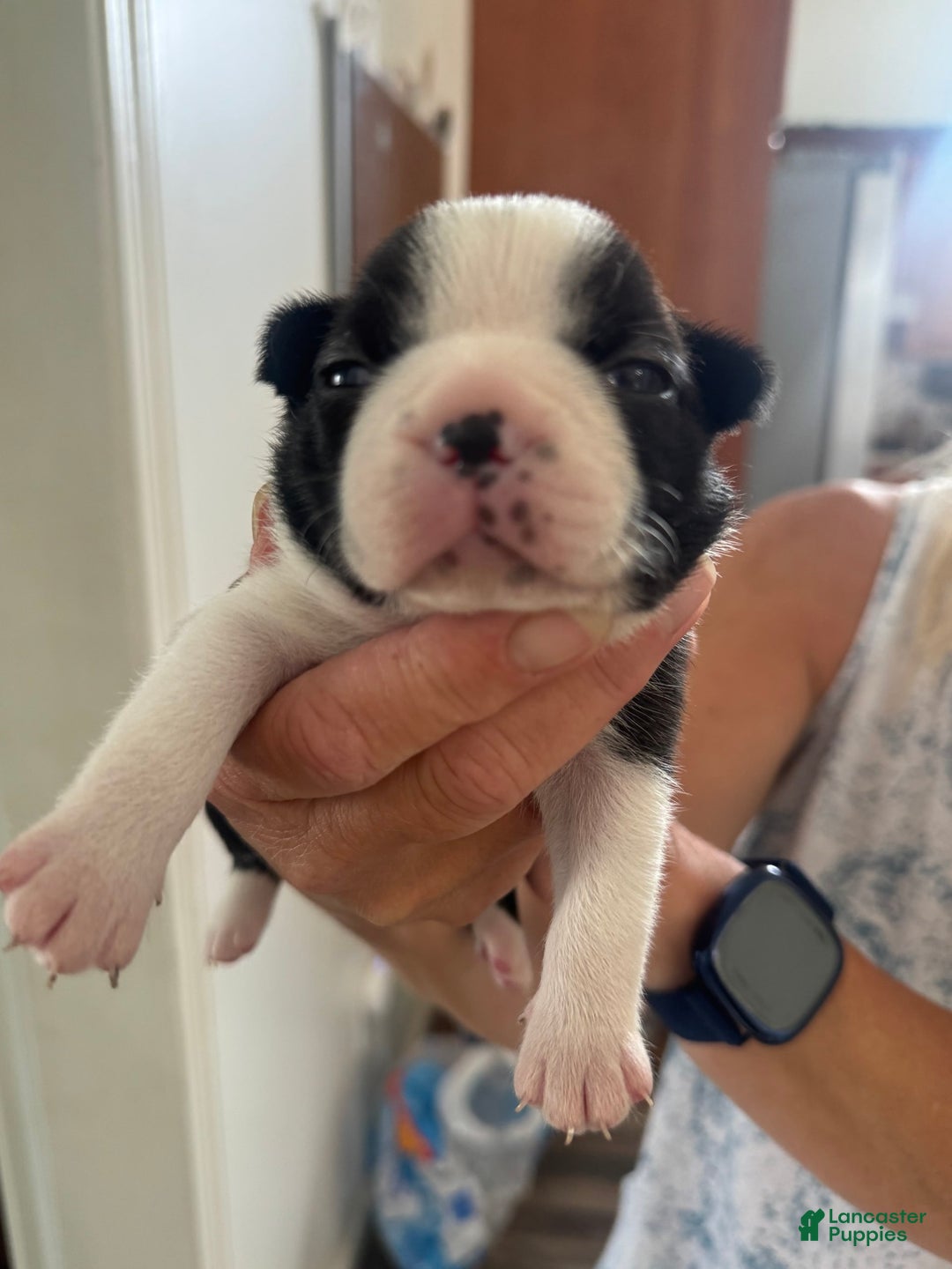 Boston Terrier dogs for sale: Daisy - Image 1