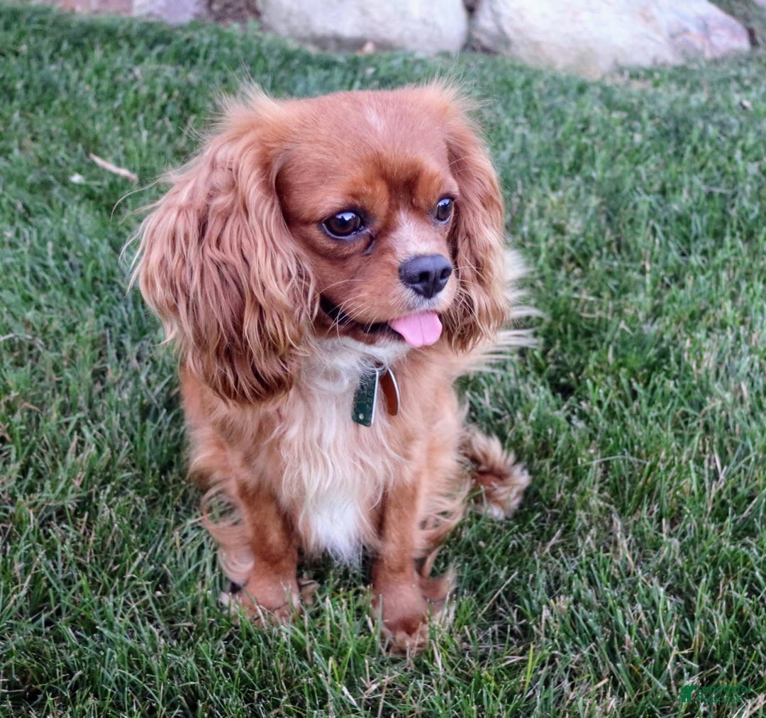 Cavalier King Charles Spaniel dogs for sale: Harper - Image 4