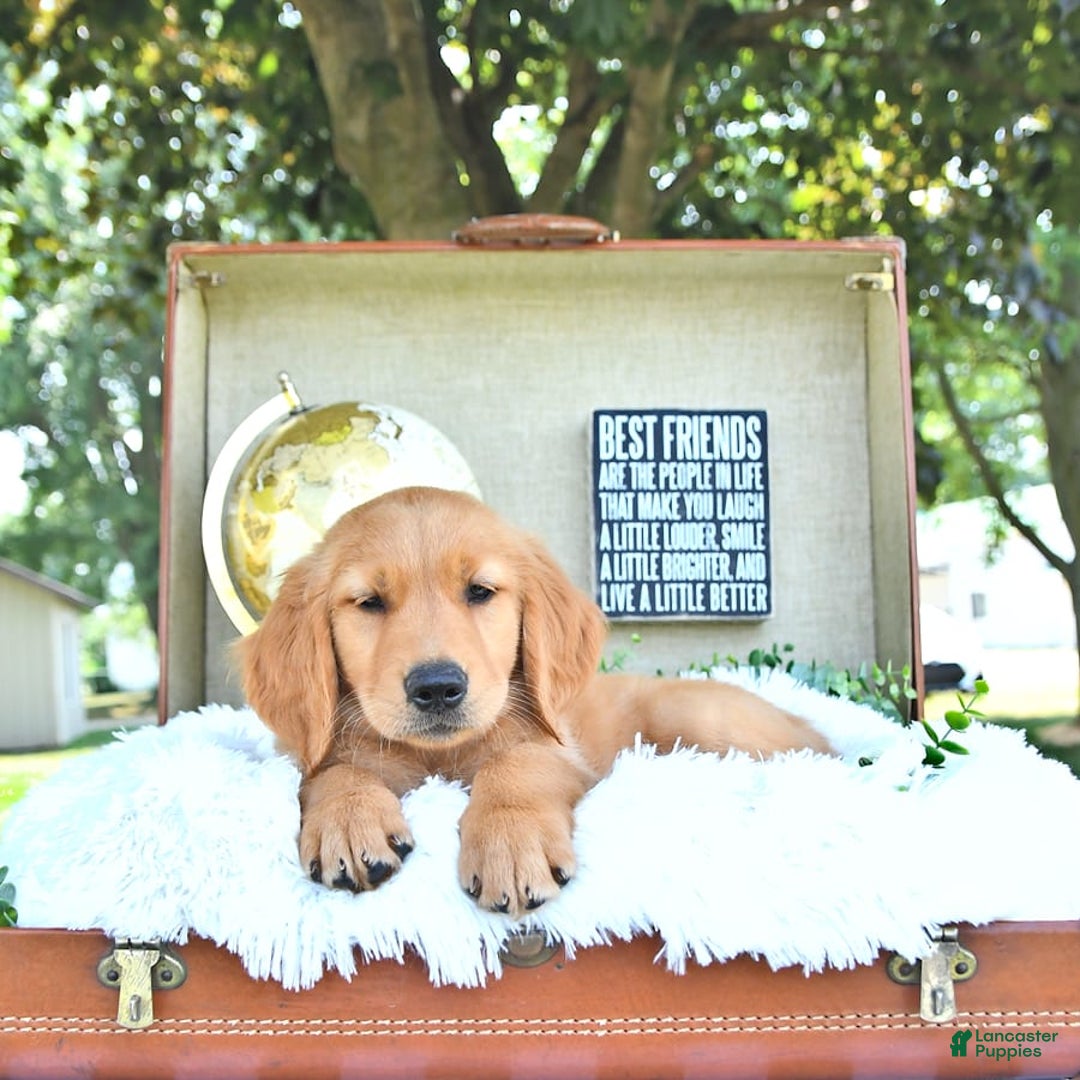 Golden Retriever dogs for sale: Adam - Image 16