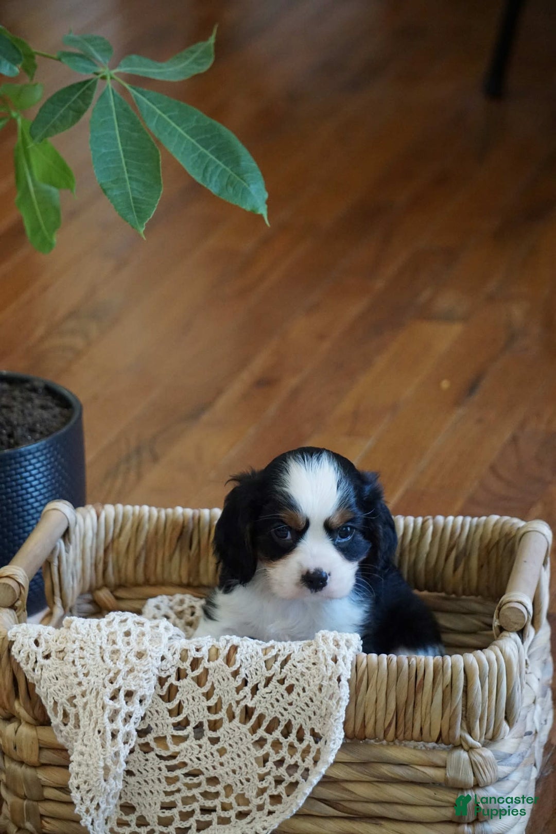 Cavalier King Charles Spaniel dogs for sale: Dexter - Image 6