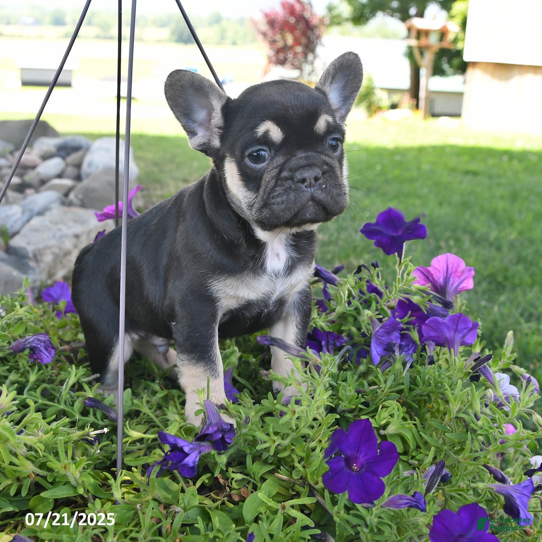 French Bulldog dogs for sale: Falcon - Image 1