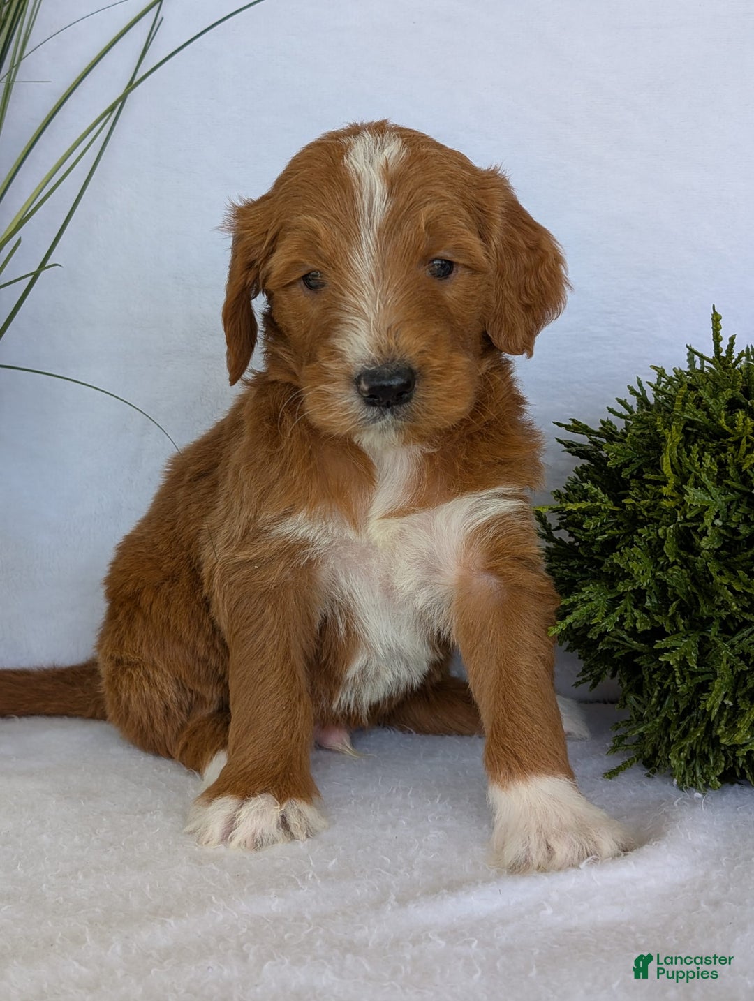 Goldendoodle dogs for sale: Mikey - Image 11