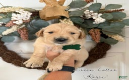 Golden Retriever dogs for sale: Golden Retriever Puppies - Image 7