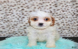 Cavapoo dogs for sale: Cavapoo 7 puppies - Image 30