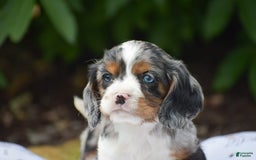 Cockalier dogs for sale: Reba - Image 3