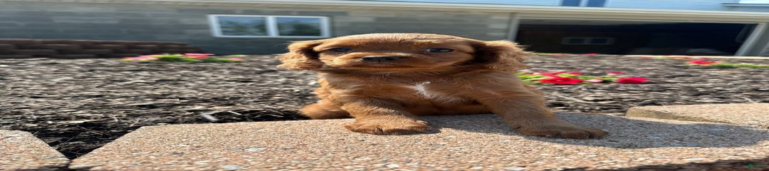 Riley
