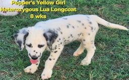Dalmatian dogs for sale: Peppers Yellow Girl - Image 20