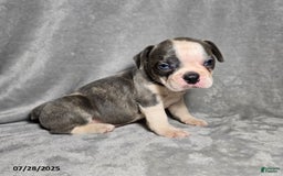 Frenchton dogs for sale: Tanner - Image 2