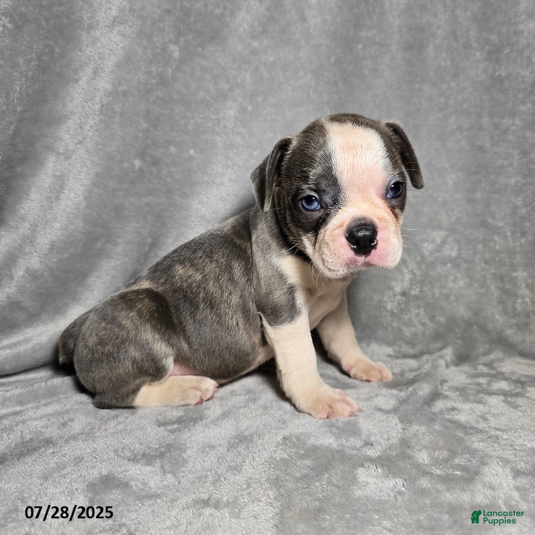 Frenchton dogs for sale: Tanner - Image 2
