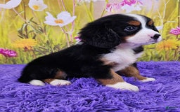 Miniature Bernese Mountain Dog dogs for sale: Abby - Image 4