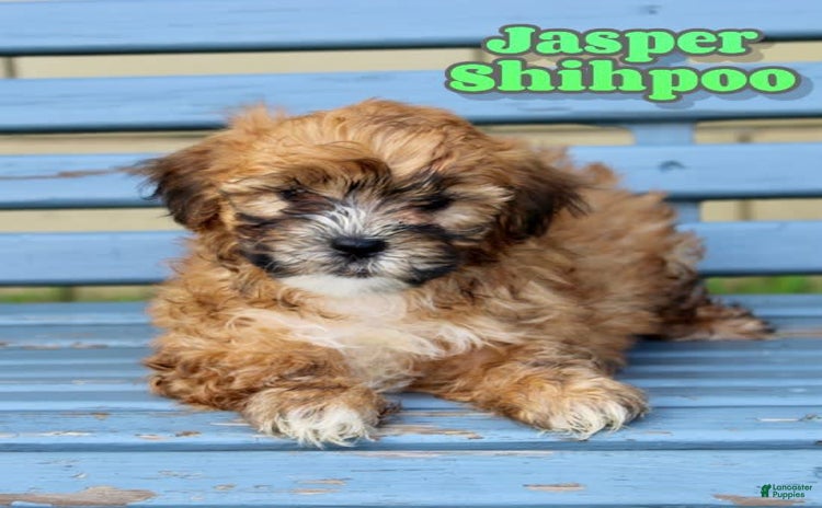 Shihpoo dogs for sale - Ad 4