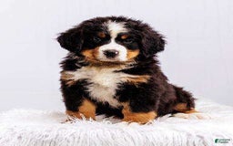 Bernese Mountain Dog dogs for sale: Mountain Boy - Image 2