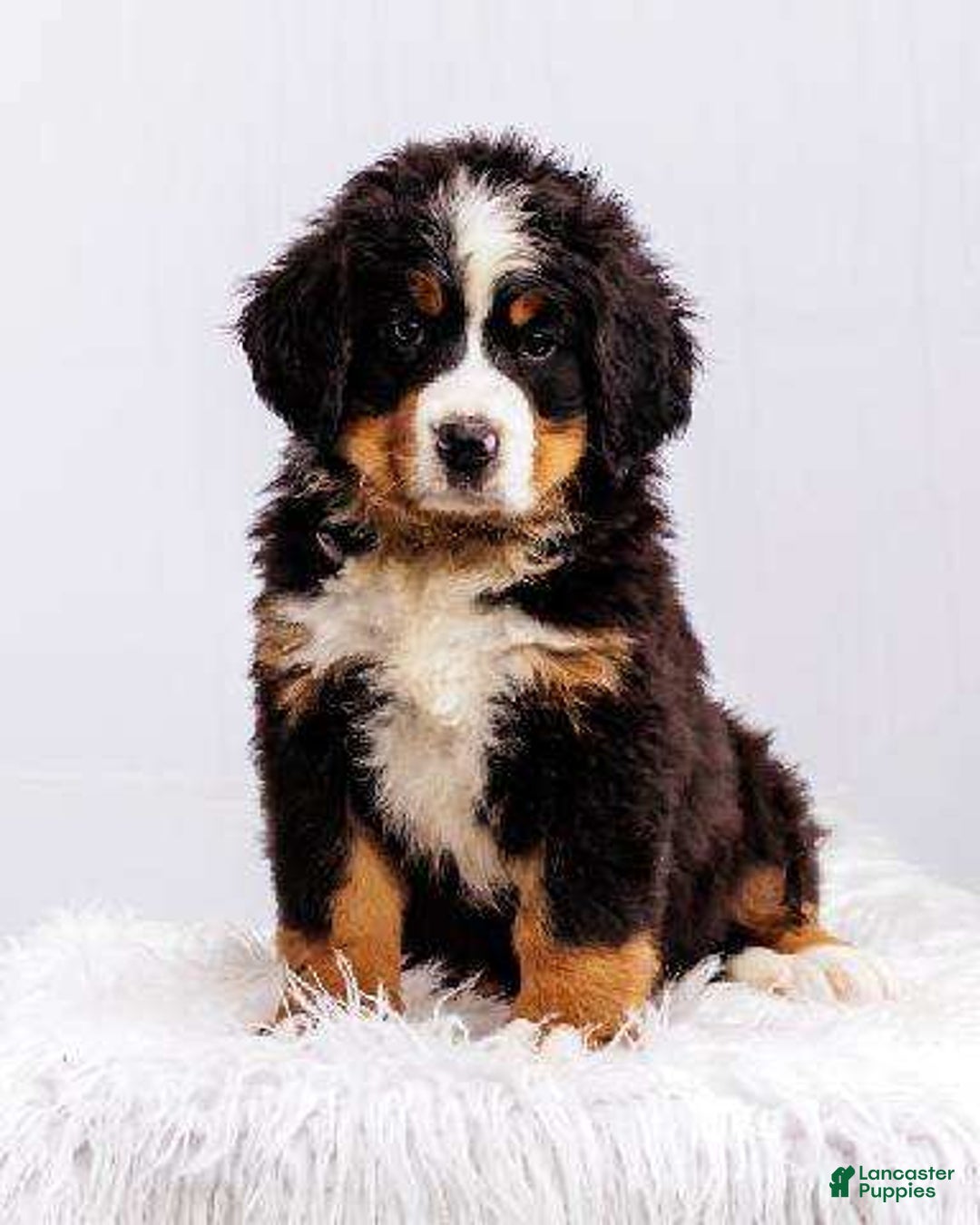 Bernese Mountain Dog dogs for sale: Mountain Boy - Image 2