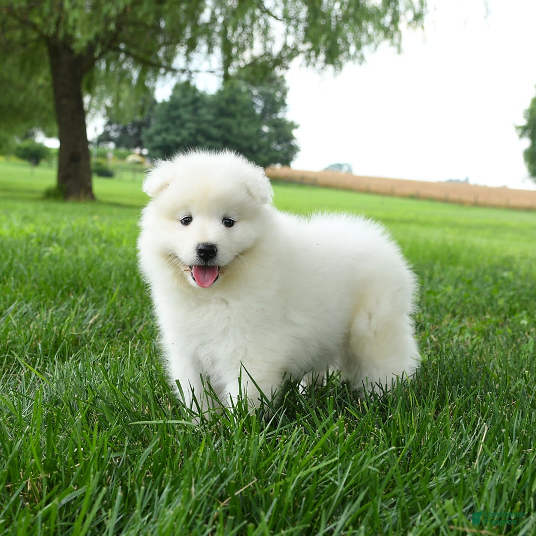 Samoyed dogs for sale: Gabby - Image 3