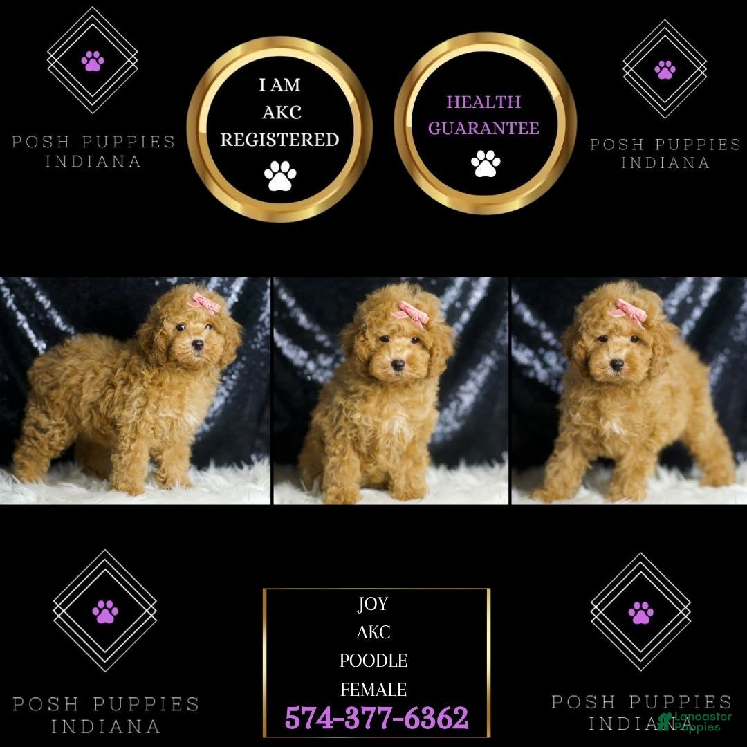 Toy Poodle dogs for sale: Joy - Image 3