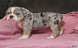 English Bulldog dogs for sale: Silver Sprinkles - Image 1