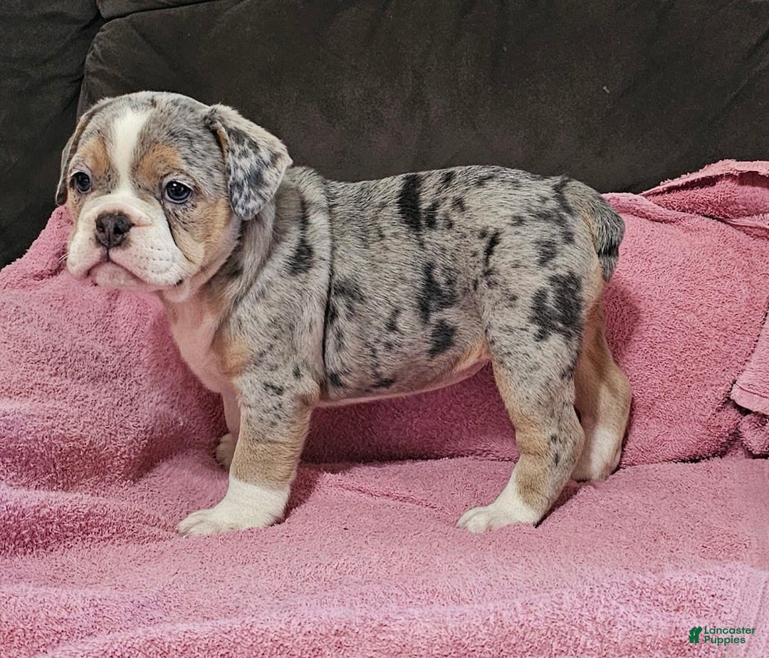 English Bulldog dogs for sale: Silver Sprinkles - Image 1