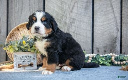 Bernese Mountain Dog dogs for sale: Boots - Image 3