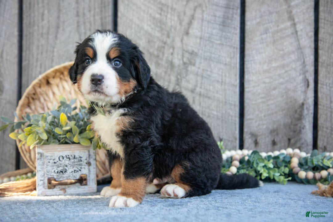Bernese Mountain Dog dogs for sale: Boots - Image 3