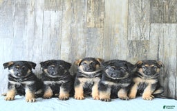 German Shepherd dogs for sale: Zeus - Listing for pets: Zeus, Ozzy, Zailey, Moose, Rizzo - Image 4