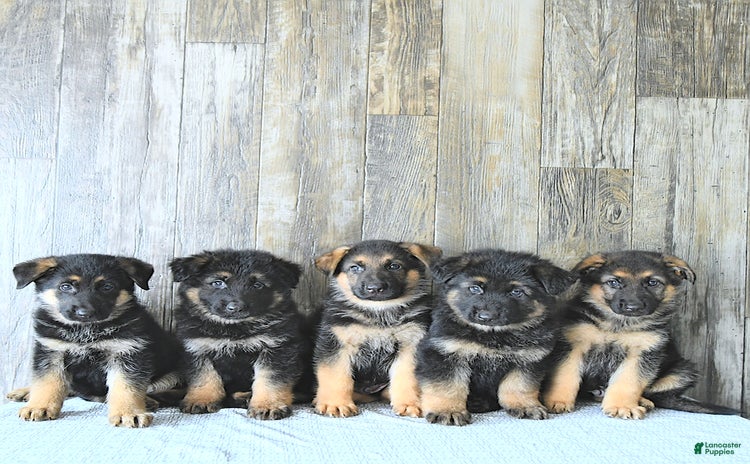 German Shepherd dogs for sale - Ad 1