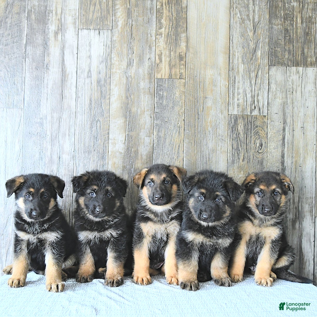 German Shepherd dogs for sale: Zeus - Listing for pets: Zeus, Ozzy, Zailey, Moose, Rizzo - Image 4