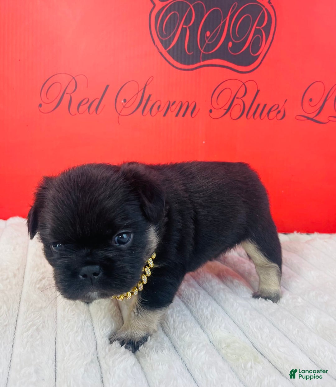 French Bulldog dogs for sale: Gotti - Image 4