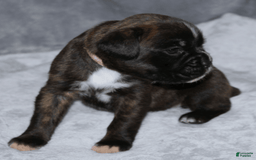 Boxer dogs for sale: Pink Collar Female - Image 4