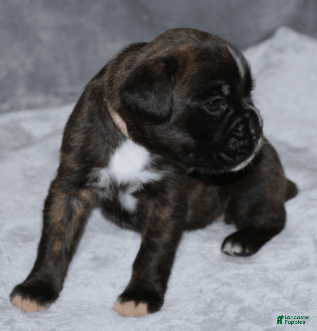 Boxer dogs for sale: Pink Collar Female - Image 4