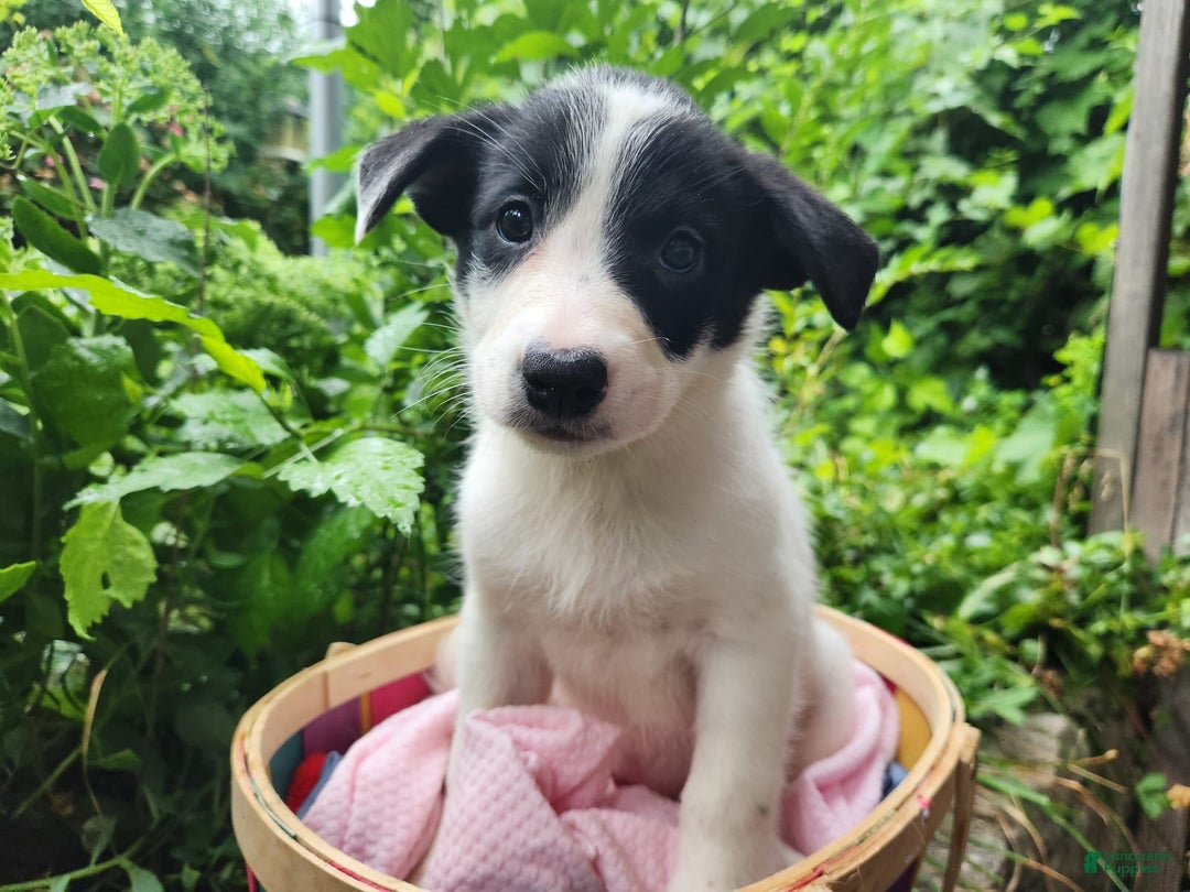 Border Collie dogs for sale: Snowflake - Image 12